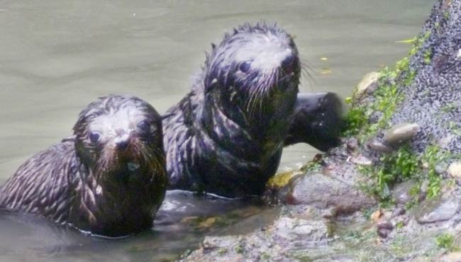 New Zealand fur seal pups